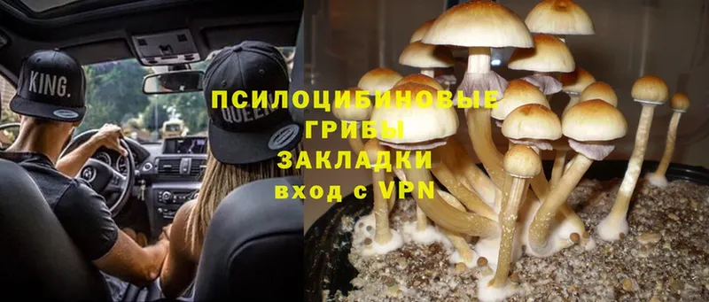 Псилоцибиновые грибы Magic Shrooms  Сафоново 